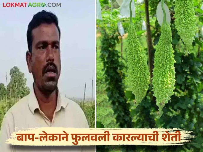 Latest News Success Story Karle farming on two acres profit of lakhs for chandrapur farmer read in detail | Success Story : बाप-लेकाने फुलवली कारल्याची शेती, दीड एकरातून लाखोंचा नफा, वाचा सविस्तर Latest News Success Story Karle farming on two acres profit of lakhs for chandrapur farmer read in detail | Success Story : बाप-लेकाने फुलवली कारल्याची शेती, दीड एकरातून लाखोंचा नफा, वाचा सविस्तर