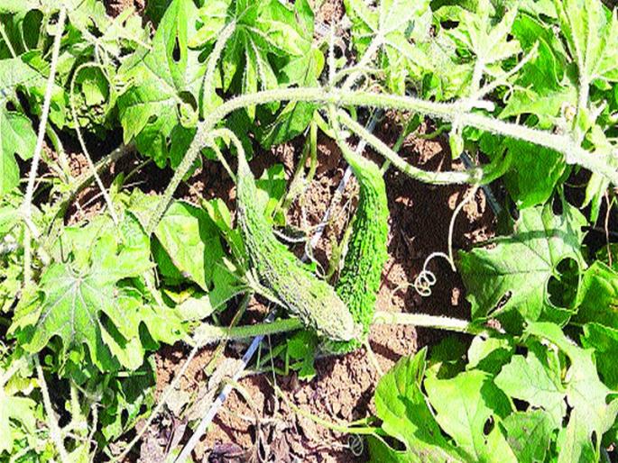 Hurricane collapsed due to farming | वादळाने कोसळले कारली शेतीचे मांडव Hurricane collapsed due to farming | वादळाने कोसळले कारली शेतीचे मांडव