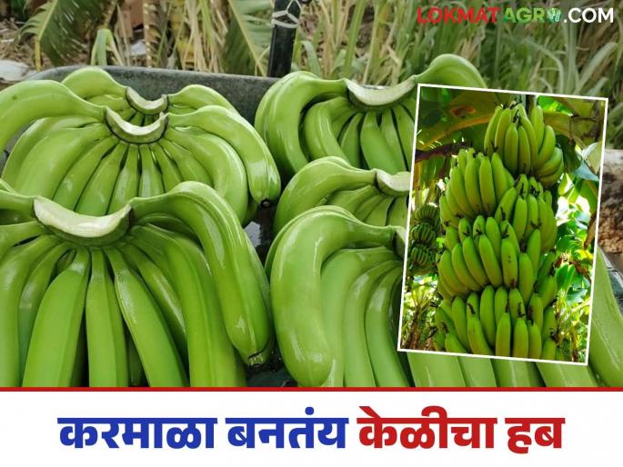 Demand to the Agriculture Minister to establish a Banana Research and Training Center in Karmala | करमाळ्यात केळी संशोधन व प्रशिक्षण केंद्र उभारण्याची कृषीमंत्र्यांकडे मागणी Demand to the Agriculture Minister to establish a Banana Research and Training Center in Karmala | करमाळ्यात केळी संशोधन व प्रशिक्षण केंद्र उभारण्याची कृषीमंत्र्यांकडे मागणी
