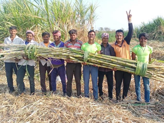 Abb ... Thirty feet of sugarcane of 5 tonnes in ten knots | अबब...दहा गुंठ्यात ४४ टनांचा तीस फुटी ऊस
