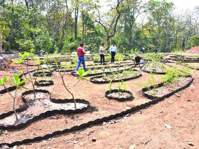 Butterfly Garden in Karnala Wildlife Sanctuary | कर्नाळा अभयारण्यात बटरफ्लाय गार्डन