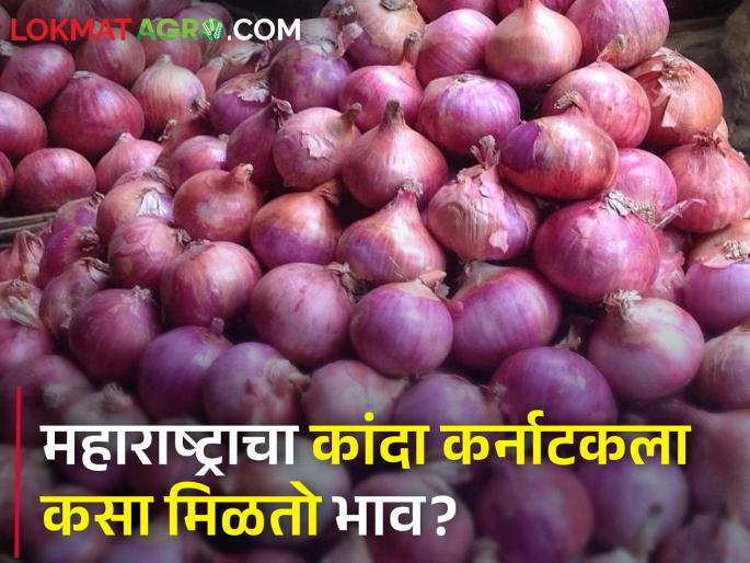 Onion of Solapur was sent to Kalburgi, Bangalore; How is the onion market price? | सोलापूरचा कांदा निघाला कलबुर्गी, बंगळुरुला; कसा आहे कांदा बाजारभाव? Onion of Solapur was sent to Kalburgi, Bangalore; How is the onion market price? | सोलापूरचा कांदा निघाला कलबुर्गी, बंगळुरुला; कसा आहे कांदा बाजारभाव?