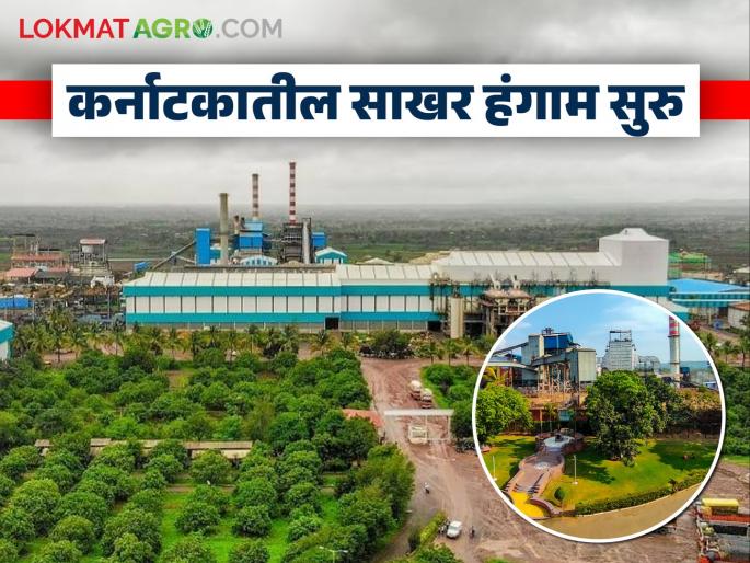 Sugarcane Crushing : Farmers Don't Hurry To Give Sugarcane In Karnataka Just Read This | Sugarcane Crushing : कर्नाटकात ऊस देण्यास शेतकऱ्यांनी घाई करू नका जरा हे वाचा Sugarcane Crushing : Farmers Don't Hurry To Give Sugarcane In Karnataka Just Read This | Sugarcane Crushing : कर्नाटकात ऊस देण्यास शेतकऱ्यांनी घाई करू नका जरा हे वाचा