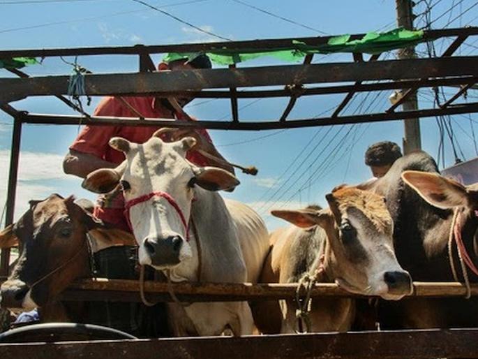 I will order to shoot cow smugglers on sight karnataka minister statement | "गो तस्कर दिसताच..."; कर्नाटकच्या मंत्र्याचा खळबळजनक इशारा!