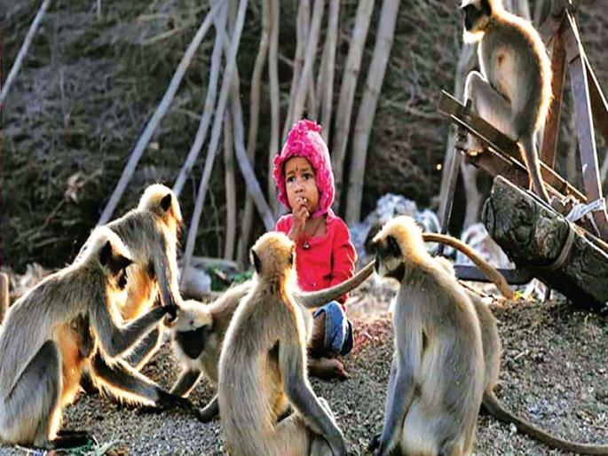 This is the modern day of Mughalich! The topic of discussion in Karnataka; Two-year-old son Monkey's 'friend' | आधुनिक युगातील हा मोगलीच! कर्नाटकात चर्चेचा विषय; दोन वर्षांचा मुलगा माकडांचा ‘दोस्त’  This is the modern day of Mughalich! The topic of discussion in Karnataka; Two-year-old son Monkey's 'friend' | आधुनिक युगातील हा मोगलीच! कर्नाटकात चर्चेचा विषय; दोन वर्षांचा मुलगा माकडांचा ‘दोस्त’
