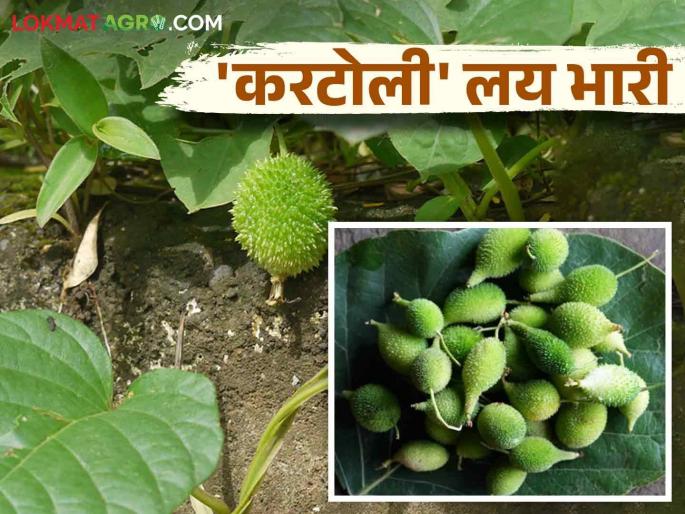 Kartoli Ranbhaji : Why is this wild vegetable called the most powerful vegetable? Read in detail | Kartoli Ranbhaji : ह्या रानभाजीला सर्वात शक्तिशाली रानभाजी का म्हणतात? वाचा सविस्तर Kartoli Ranbhaji : Why is this wild vegetable called the most powerful vegetable? Read in detail | Kartoli Ranbhaji : ह्या रानभाजीला सर्वात शक्तिशाली रानभाजी का म्हणतात? वाचा सविस्तर