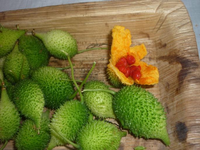 increased use of herbicides; Fear of destruction of wild vegetables | तणनाशकांचा वापर वाढला; रानभाज्या नष्ट होण्याची भीती increased use of herbicides; Fear of destruction of wild vegetables | तणनाशकांचा वापर वाढला; रानभाज्या नष्ट होण्याची भीती