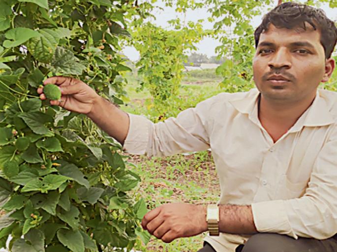 The cultivator of the wild Kartulla cultivated the town | नगरच्या शेतकऱ्याने केली जंगली कर्टुल्याची शेती