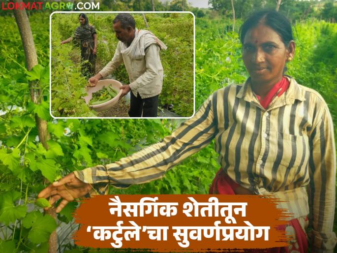 latest news Farmer Success Story: Wild Vegetable Revolution: Sumanbai's 'Kartule' cultivation gave farmers a new path Read in detail | Farmer Success Story : रानभाजीची क्रांती: सुमनबाईंच्या 'कर्टुले' लागवडीने दिला शेतकऱ्यांना नवा मार्ग वाचा सविस्तर