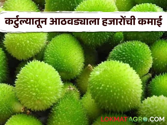 Kartule Farming Success Story : Earn thousands per week from Kartule crop; A farmer's experiment in Marathwada is a success | Kartule Farming Success Story : कर्टुल्याच्या पिकातून आठवड्याला हजारोंचे उत्पन्न; मराठवाड्यातील शेतकऱ्याच्या प्रयोगाला यश Kartule Farming Success Story : Earn thousands per week from Kartule crop; A farmer's experiment in Marathwada is a success | Kartule Farming Success Story : कर्टुल्याच्या पिकातून आठवड्याला हजारोंचे उत्पन्न; मराठवाड्यातील शेतकऱ्याच्या प्रयोगाला यश