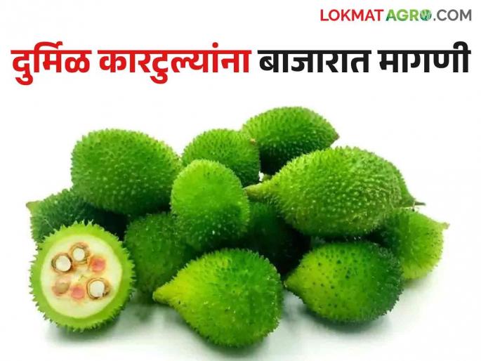 What are you saying? Read what you got in detail | काय सांगताय दुर्मिळ करटुल्यांनी खाल्ला भाव; वाचा काय मिळाले दर सविस्तर What are you saying? Read what you got in detail | काय सांगताय दुर्मिळ करटुल्यांनी खाल्ला भाव; वाचा काय मिळाले दर सविस्तर