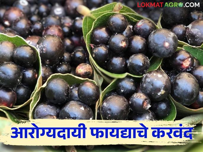 Health benefits of Gunkari Karvanda and processed products made from Conkerberry | गुणकारी करवंदाचे आरोग्यदायी फायदे व करवंदापासून निर्मित होणारे प्रक्रियायुक्त पदार्थ Health benefits of Gunkari Karvanda and processed products made from Conkerberry | गुणकारी करवंदाचे आरोग्यदायी फायदे व करवंदापासून निर्मित होणारे प्रक्रियायुक्त पदार्थ