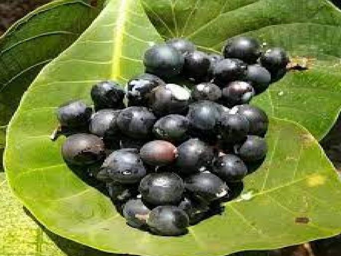 The taste of the black mane of the mountain is less this year | डोंगराच्या काळ्या मैनेचा आस्वाद यंदा कमीच The taste of the black mane of the mountain is less this year | डोंगराच्या काळ्या मैनेचा आस्वाद यंदा कमीच