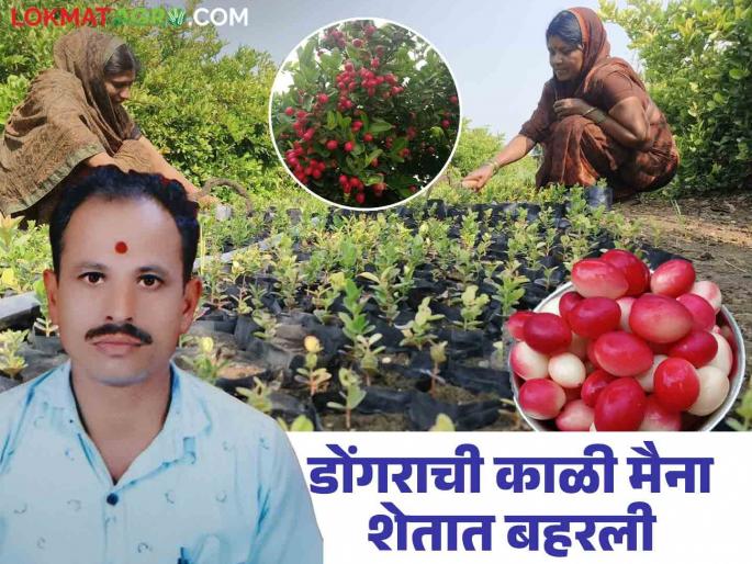 Farmer Success Story: Karvanda farming brought sweetness to Sadashiv Rao's life! Read his success story in detail | Farmer Success Story : करवंदाच्या शेतीने सदाशिवरावांच्या आयुष्यात आणला गोडवा! वाचा त्यांची यशकथा सविस्तर Farmer Success Story: Karvanda farming brought sweetness to Sadashiv Rao's life! Read his success story in detail | Farmer Success Story : करवंदाच्या शेतीने सदाशिवरावांच्या आयुष्यात आणला गोडवा! वाचा त्यांची यशकथा सविस्तर