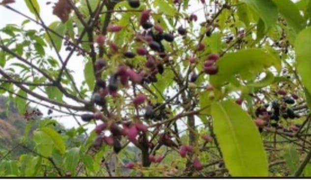 Flowering legumes on hilly terrain | डोंगरी भागातील रानमाळावर फुलला करवंदे, जांभळाचा रानमेवा Flowering legumes on hilly terrain | डोंगरी भागातील रानमाळावर फुलला करवंदे, जांभळाचा रानमेवा