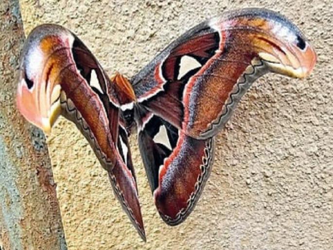 Atlas Moth found near Kas plateau satara; previously found in Raigad, Sangli districts | Satara: कास पठारालगत आढळले ‘ॲटलॉस मॉथ’; यापूर्वी रायगड, सांगली जिल्ह्यात आढळला