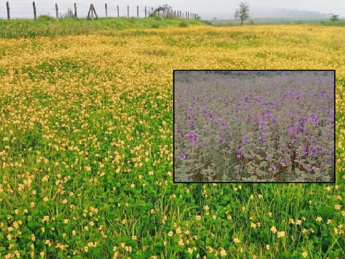 The flowering season on Kas plateau will start ten days late this year, Online booking facility for tourists | कास पठारावरील फुलांचा हंगाम सुरू होणार, पर्यटकांना ऑनलाईन बुकिंगची व्यवस्था
