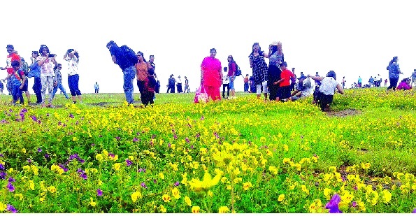 Satara - the colorful flowering Pandharri blossom in the tourist! The result of holidays: Foreign guests also visit | सातारा - रंगीबेरंगी फुलांच्या पंढरीमध्ये पर्यटकांचा बहर! सलग सुटीचा परिणाम : परदेशी पाहुण्यांचीही भेट Satara - the colorful flowering Pandharri blossom in the tourist! The result of holidays: Foreign guests also visit | सातारा - रंगीबेरंगी फुलांच्या पंढरीमध्ये पर्यटकांचा बहर! सलग सुटीचा परिणाम : परदेशी पाहुण्यांचीही भेट