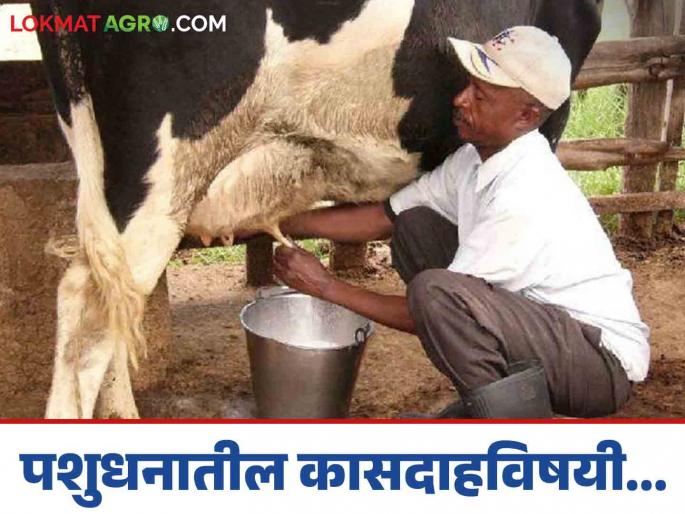 Latest News Kasdah Aajar What causes or solution cholera in animals Read in detail | Kasdah Aajar : जनावरांना कासदाह आजार कशामुळे होतो? त्यावर उपाय काय? वाचा सविस्तर  Latest News Kasdah Aajar What causes or solution cholera in animals Read in detail | Kasdah Aajar : जनावरांना कासदाह आजार कशामुळे होतो? त्यावर उपाय काय? वाचा सविस्तर