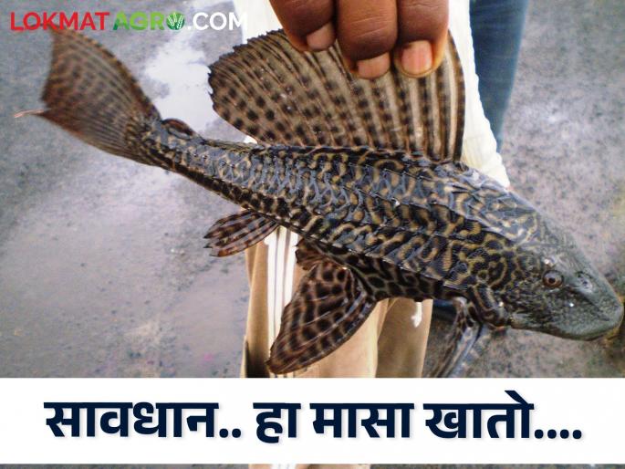 Beware; This exotic fish was found in Kasari river | सावधान; कासारी नदीमध्ये सापडला हा विदेशी जातीचा मासा Beware; This exotic fish was found in Kasari river | सावधान; कासारी नदीमध्ये सापडला हा विदेशी जातीचा मासा