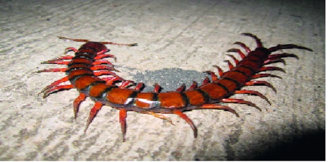 Rarely in the Porto area: The important part of the food chain | पोर्ले परिसरात दुर्मीळ कासारगोमचा वावर- : अन्नसाखळीचा महत्त्वपूर्ण भाग Rarely in the Porto area: The important part of the food chain | पोर्ले परिसरात दुर्मीळ कासारगोमचा वावर- : अन्नसाखळीचा महत्त्वपूर्ण भाग