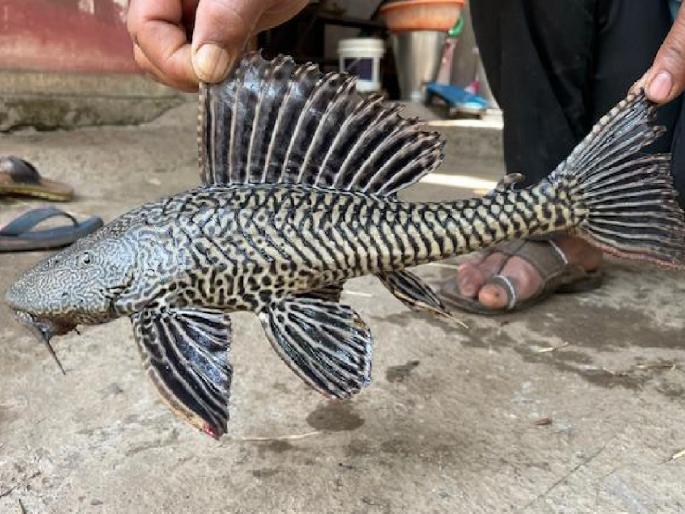 Exotic sugar fish found in Kasari river Kolhapur | Kolhapur: कासारी नदीत सापडला विदेशी जातीचा सकर मासा Exotic sugar fish found in Kasari river Kolhapur | Kolhapur: कासारी नदीत सापडला विदेशी जातीचा सकर मासा