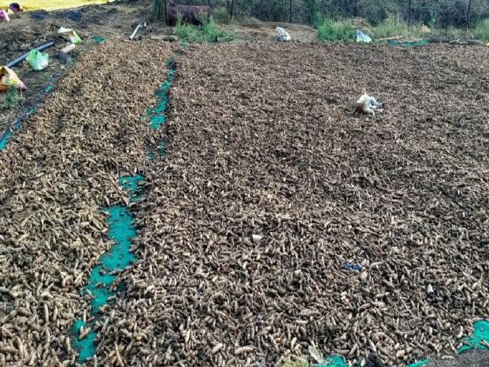 Yellow turmeric grown from Kasdar fields turned black Unseasonal rains hit hard | कसदार शेतातून पिकलेली पिवळी हळद झाली काळी; अवकाळी पावसाचा जबर फटका Yellow turmeric grown from Kasdar fields turned black Unseasonal rains hit hard | कसदार शेतातून पिकलेली पिवळी हळद झाली काळी; अवकाळी पावसाचा जबर फटका