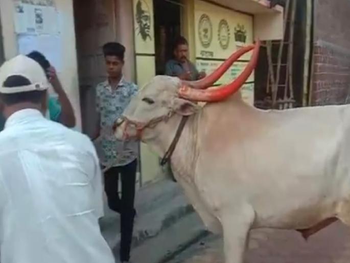And the angry farmer brought the bull to the village panchayat, incident in Kasarwadi in Kolhapur | ..अन् संतप्त शेतकऱ्याने ग्रामपंचायतीतच आणून बांधला बैल, कोल्हापुरातील कासारवाडीतील घटना And the angry farmer brought the bull to the village panchayat, incident in Kasarwadi in Kolhapur | ..अन् संतप्त शेतकऱ्याने ग्रामपंचायतीतच आणून बांधला बैल, कोल्हापुरातील कासारवाडीतील घटना