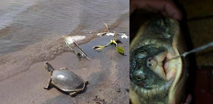 Soft shell tortoise found in Krishna river | कृष्णा नदीत सापडले सॉफ्ट शेल जातीचे कासव, गळ्यात अडकलेला गळ शस्त्रक्रियेद्वारे काढून दिले नवजीवन Soft shell tortoise found in Krishna river | कृष्णा नदीत सापडले सॉफ्ट शेल जातीचे कासव, गळ्यात अडकलेला गळ शस्त्रक्रियेद्वारे काढून दिले नवजीवन