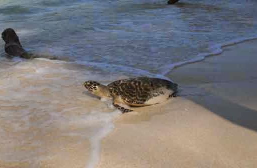 Quill-machine | कूर्म-यंत्र