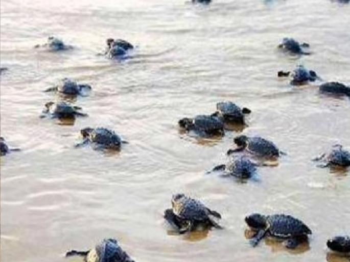 Main turtle nesting sites in 3 places in Ratnagiri district | रत्नागिरी जिल्ह्यात ३ ठिकाणी कासवाच्या घरट्यांची मुख्य स्थळे Main turtle nesting sites in 3 places in Ratnagiri district | रत्नागिरी जिल्ह्यात ३ ठिकाणी कासवाच्या घरट्यांची मुख्य स्थळे