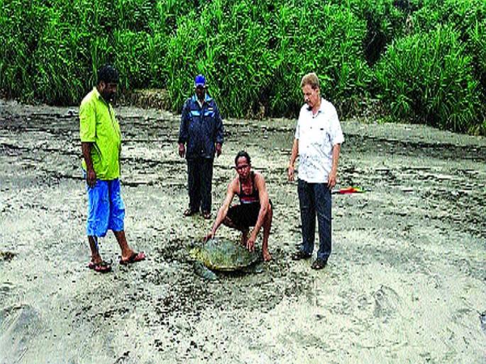 The tortoise lives in a net | जाळ्यामध्ये अडकलेल्या कासवाला जीवदान The tortoise lives in a net | जाळ्यामध्ये अडकलेल्या कासवाला जीवदान