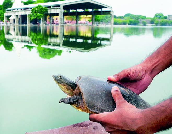Seeing the water of Siddheshwar lake, the mud turtle jumped and jumped | सिद्धेश्वर तलावाचे पाणी पाहताच चिखल कासवाने धपकन मारली उडी Seeing the water of Siddheshwar lake, the mud turtle jumped and jumped | सिद्धेश्वर तलावाचे पाणी पाहताच चिखल कासवाने धपकन मारली उडी