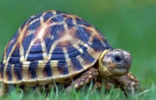 Big news; Mud turtles brought to Solapur from Karnataka seized; Eight in custody | मोठी बातमी; कर्नाटकातून सोलापुरात आणलेले चिखल कासव जप्त; आठजण ताब्यात