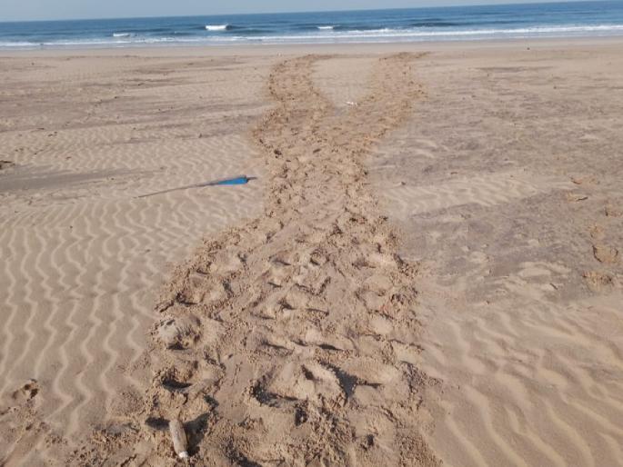 164 Olive Ridley turtle eggs found off the coast of Vetye Tiware | वेत्ये-तिवरे किनारपट्टीवर सापडली तब्बल १६४ ऑलीव्ह रिडले प्रजातीच्या कासवाची अंडी 164 Olive Ridley turtle eggs found off the coast of Vetye Tiware | वेत्ये-तिवरे किनारपट्टीवर सापडली तब्बल १६४ ऑलीव्ह रिडले प्रजातीच्या कासवाची अंडी