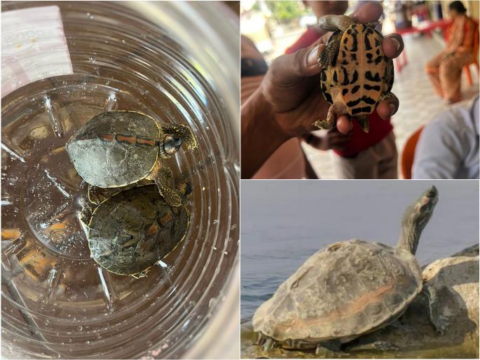 Banned turtles reared, hotelier detained; Action of Forest Department | Pune: बंदी असलेली कासवे पाळली, हॉटेलचालकाला घेतले ताब्यात; वन विभागाची कारवाई Banned turtles reared, hotelier detained; Action of Forest Department | Pune: बंदी असलेली कासवे पाळली, हॉटेलचालकाला घेतले ताब्यात; वन विभागाची कारवाई