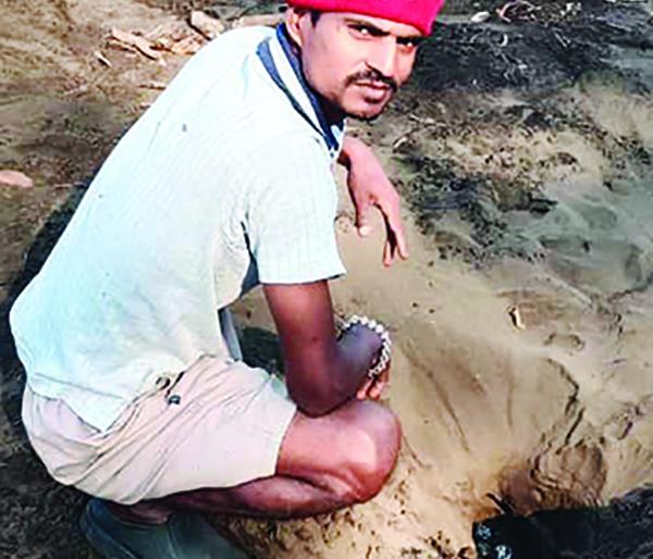 872 turtle eggs were found on the shores of Tawasal | तवसाळ किनारी आढळली कासवांची ८७२ अंडी