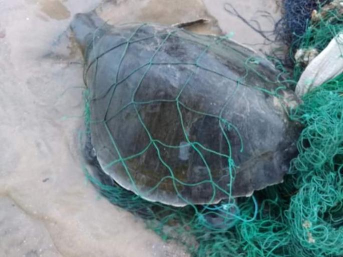 Surviving a tortoise caught in a fishing net | माशाच्या जाळ्यात अडकलेल्या कासवाला गणपतीपुळे येथे जीवदान Surviving a tortoise caught in a fishing net | माशाच्या जाळ्यात अडकलेल्या कासवाला गणपतीपुळे येथे जीवदान