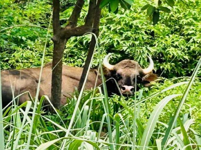 Death of gaur in Kasba Arle of Kolhapur district | कोल्हापूर जिल्ह्यातील कसबा आरळेत गव्याचा मृत्यू, वन्यप्रेमींमध्ये हळहळ Death of gaur in Kasba Arle of Kolhapur district | कोल्हापूर जिल्ह्यातील कसबा आरळेत गव्याचा मृत्यू, वन्यप्रेमींमध्ये हळहळ