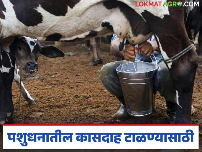 Latest News Precautions to be taken to prevent gallstone disease in livestock see details | Dairy Disease : जनावरांचे दूध देणं बंद झालंय वा कमी झालंय? हा आजार टाळण्यासाठी अशी घ्या काळजी  Latest News Precautions to be taken to prevent gallstone disease in livestock see details | Dairy Disease : जनावरांचे दूध देणं बंद झालंय वा कमी झालंय? हा आजार टाळण्यासाठी अशी घ्या काळजी