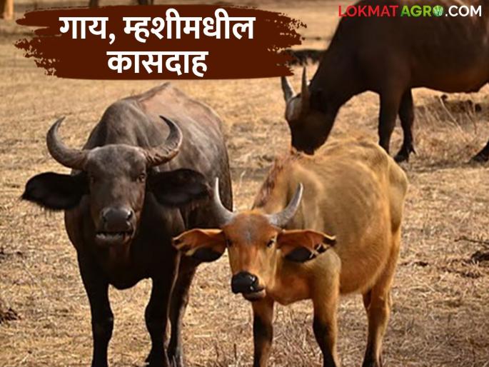 Latest News Gay Mhais Kasdah Mastitis in cows and buffaloes see how to prevent | गाय, म्हशीत कासदाह होऊ नये म्हणून गोठ्यात 'ही' एकच गोष्ट करा, वाचा सविस्तर  Latest News Gay Mhais Kasdah Mastitis in cows and buffaloes see how to prevent | गाय, म्हशीत कासदाह होऊ नये म्हणून गोठ्यात 'ही' एकच गोष्ट करा, वाचा सविस्तर