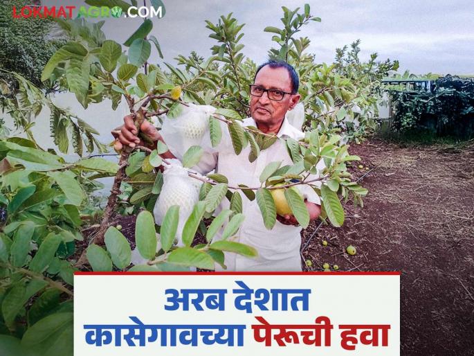 Peru Sheti Success Story : Farmer Shivajirao's guava popular in the sugarcane belt; Profit of four crores in four years | Peru Sheti Success Story : ऊस पट्ट्यात शिवाजीरावांच्या पेरूची हवा; चार वर्षात चार कोटी नफा