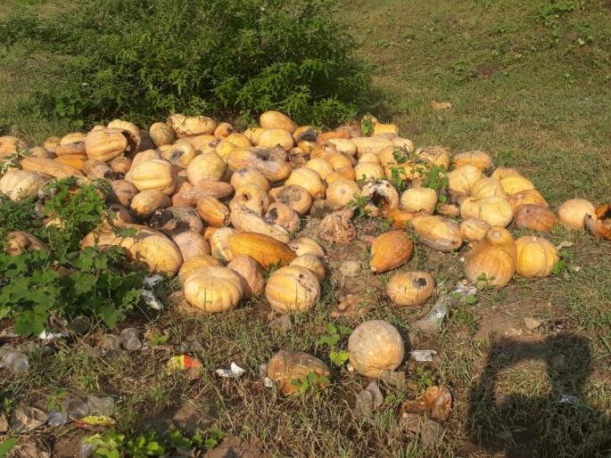 The prices fell: the farmers threw fruits on the garbage | भाव पडले: शेतकऱ्यांनी काशीफळ चक्क उकीरड्यावर फेकून दिले The prices fell: the farmers threw fruits on the garbage | भाव पडले: शेतकऱ्यांनी काशीफळ चक्क उकीरड्यावर फेकून दिले