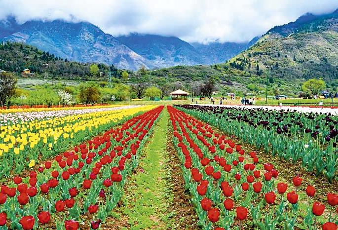 When ground reality bites ex MLA of Pulwama Mohammed Yousuf Tarigami speaks about the pains of J&K | आव्हान काश्मीरचे मन जिंकण्याचे! When ground reality bites ex MLA of Pulwama Mohammed Yousuf Tarigami speaks about the pains of J&K | आव्हान काश्मीरचे मन जिंकण्याचे!