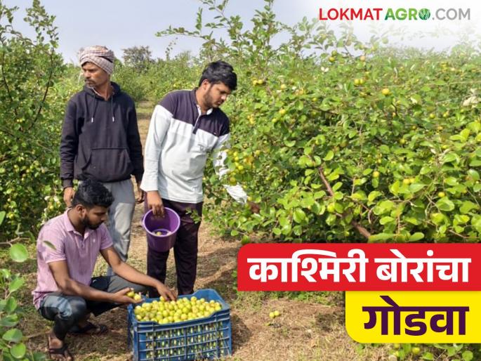 This young farmer from Indapur is earning lakhs from kashmiri apple ber farming; Read in detail | इंदापूरचा हा तरूण काश्मिरी बोरांच्या शेतीतून करतोय लाखोंची कमाई; वाचा सविस्तर This young farmer from Indapur is earning lakhs from kashmiri apple ber farming; Read in detail | इंदापूरचा हा तरूण काश्मिरी बोरांच्या शेतीतून करतोय लाखोंची कमाई; वाचा सविस्तर