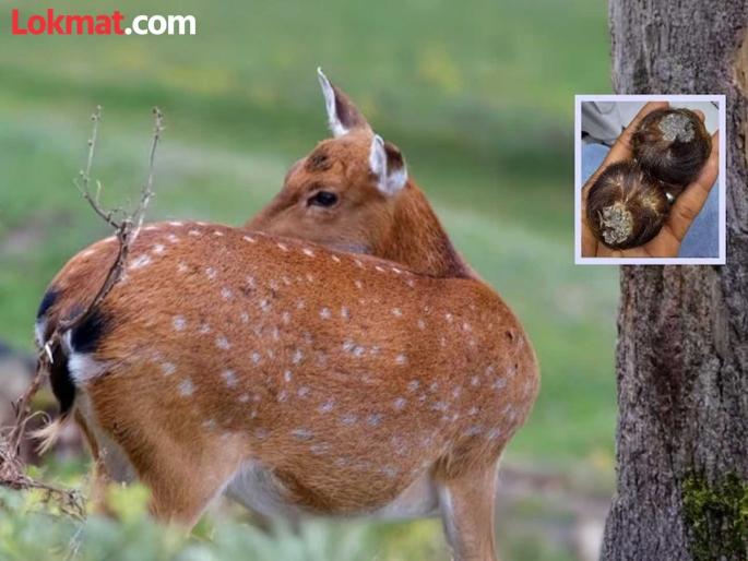 Kasturi price and how to identify original kasturi | कस्तुरी काय असते आणि बाजारात त्याला किती किंमत मिळते? Kasturi price and how to identify original kasturi | कस्तुरी काय असते आणि बाजारात त्याला किती किंमत मिळते?