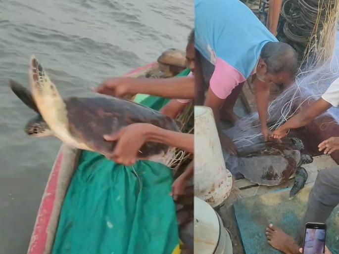 Huge rare olive ridley sea turtle caught in fishermen's nets in uran raigad | मच्छीमारांच्या जाळ्यात अडकले भलेमोठे दुर्मिळ ओलिव्ह रिडले जातीचे समुद्री कासव Huge rare olive ridley sea turtle caught in fishermen's nets in uran raigad | मच्छीमारांच्या जाळ्यात अडकले भलेमोठे दुर्मिळ ओलिव्ह रिडले जातीचे समुद्री कासव