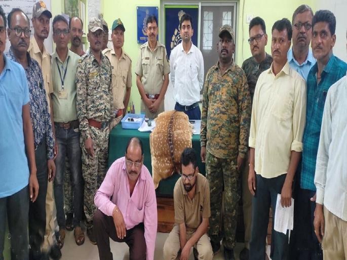 two arrested with spotted deer skin in tumsar forest area | चितळाची कातडी जप्त; दोघांना अटक, तुमसर वनपरिक्षेत्रातील कारवाई