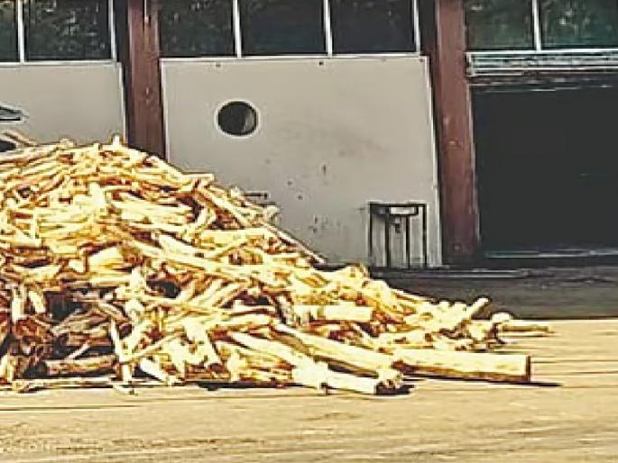 Two unlicensed leather factories in Rajapur sealed by the Forest Department | Ratnagiri: राजापुरातील दोन विनापरवाना कातभट्ट्या वनविभागाकडून सील Two unlicensed leather factories in Rajapur sealed by the Forest Department | Ratnagiri: राजापुरातील दोन विनापरवाना कातभट्ट्या वनविभागाकडून सील