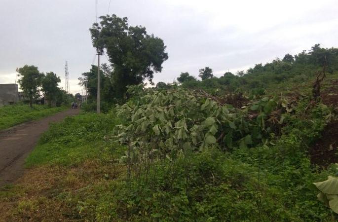 Illegal Sagwan tree cutting in Katol area of Nagpur district | नागपूर जिल्ह्यातील काटोल भागात सागवानाची अवैधपणे वृक्षतोड Illegal Sagwan tree cutting in Katol area of Nagpur district | नागपूर जिल्ह्यातील काटोल भागात सागवानाची अवैधपणे वृक्षतोड
